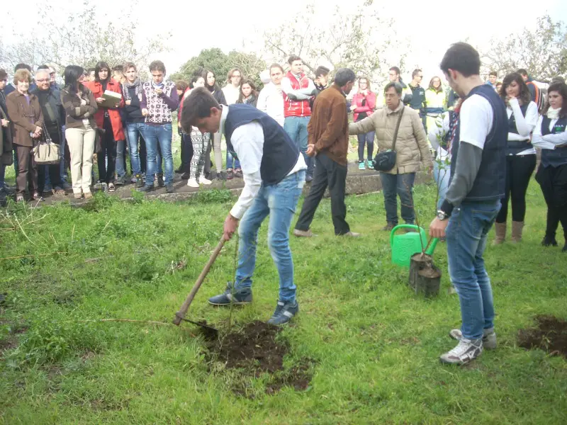 festa albero