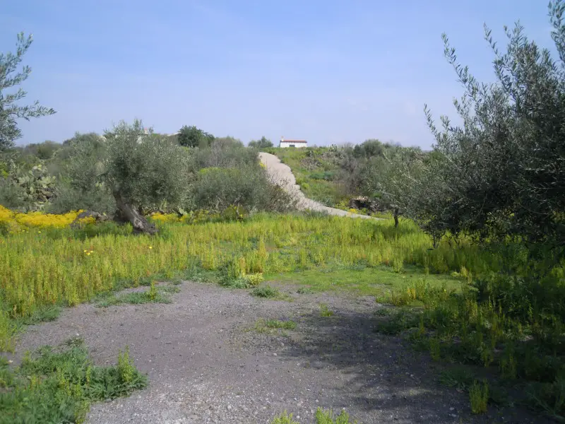 pernicotto