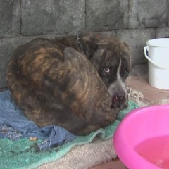 ADRANO. MOBILITAZIONE PER SALVARE CANE FERITO, FORSE, A BASTONATE