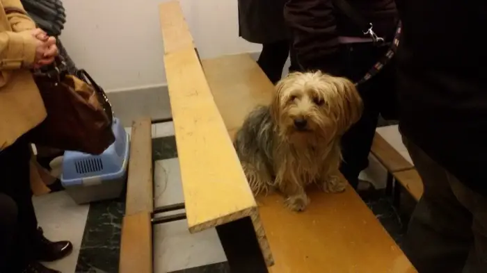 cane su panca chiesa