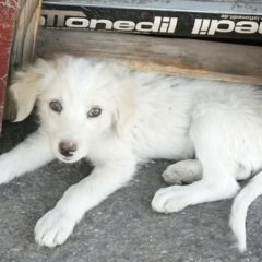 ADRANO. PAURA A GIOBBE. PITBULL AGGREDISCE CAGNOLINO RANDAGIO