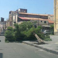 ADRANO. CROLLA ALBERO IN VIA CATENA