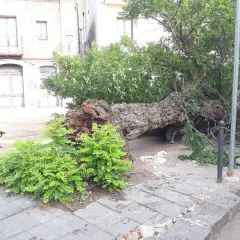 Paternò. Crollo di un albero in piazza Martiri d’Ungheria