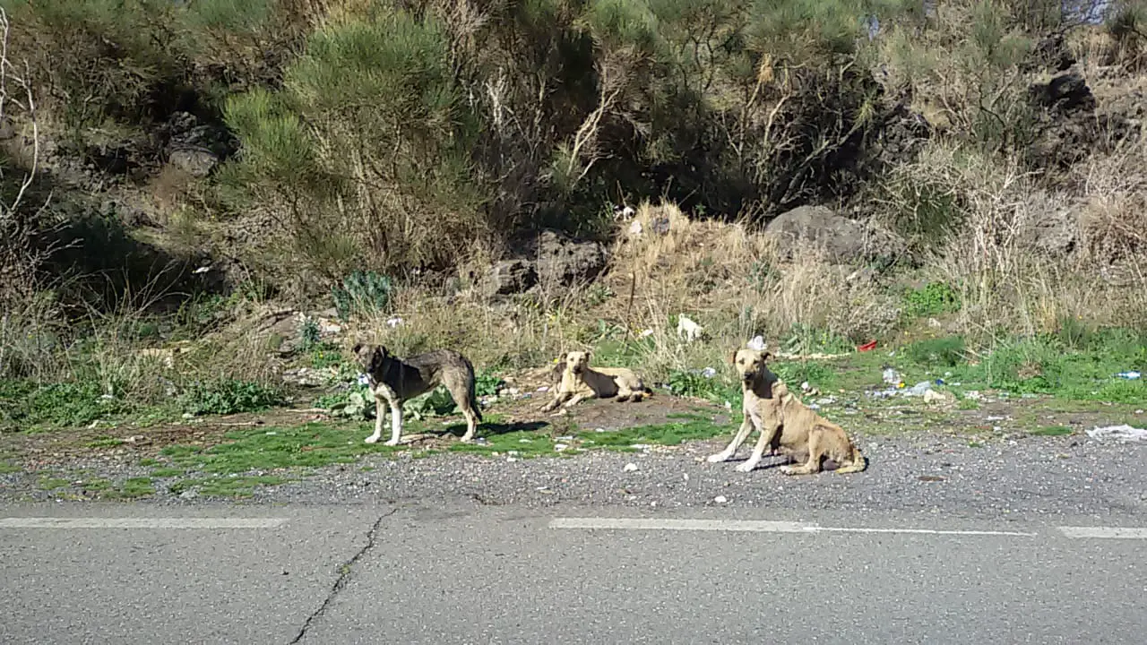 ADRANO. CANI RANDAGI IN CENTRO E ALLE VIGNE. CRESCE IL MALCONTENTO DEI CITTADINI - Tele Video Adrano