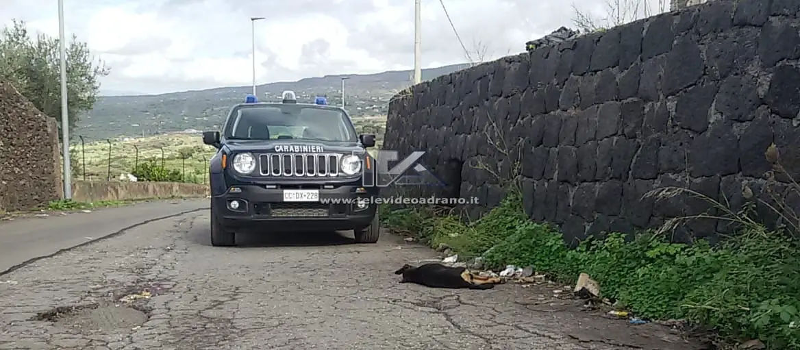 ADRANO. TRISTE STORIA DI UN CANE INVESTITO E MORTO IN ATTESA DEI SOCCORSI - Tele Video Adrano