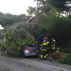 ADRANO. IL VENTO SPEZZA ALBERO DELLA MAZZINI. DANNEGGIATA AUTO