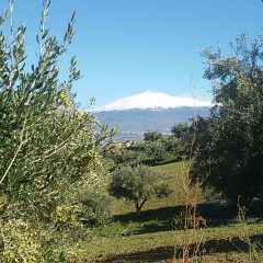 MISSIONE A PALERMO PER IL RICONOSCIMENTO DOP DELLA “NOCELLARA DELL’ETNA”