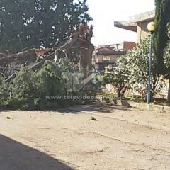 ADRANO. CROLLA GRANDE ALBERO NEL PLESSO SCOLASTICO PATELLARO