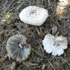 Intossicazioni da funghi. Accertato il primo caso in provincia di Catania
