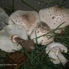 Primo caso di intossicazione da funghi in provincia di Catania