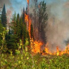 Centuripe. Incendio in un fondo agricolo. 71enne muore avvolto dalle fiamme