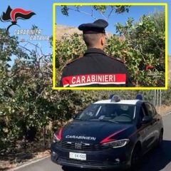 Bronte. Tentano di rubare pistacchio per un valore di 2mila euro. 4 giovani denunciati dai carabinieri