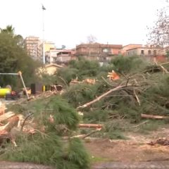 “Democratici per Biancavilla”. Domenica flash mob per protestare contro la strage dei pini