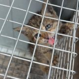 Adrano. Liberato il gattino. Commozione in via Bartolomasi