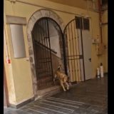 Adrano. Segnalazione. Cani randagi nel piazzale interno dell’ex ospedale di piazza Sant’Agostino