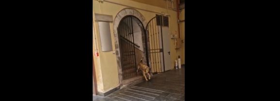 Adrano. Segnalazione. Cani randagi nel piazzale interno dell’ex ospedale di piazza Sant’Agostino