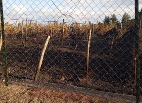 Biancavilla. Pomeriggio di fuoco alle Vigne. Fiamme nelle zone Boschetto e Vallone rosso