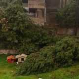 Adrano. Crollato un altro albero in via Pasquale Simone Neri, accanto a quello abbattuto sempre dal vento