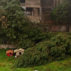 Adrano. Crollato un altro albero in via Pasquale Simone Neri, accanto a quello abbattuto sempre dal vento