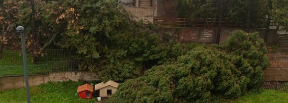 Adrano. Crollato un altro albero in via Pasquale Simone Neri, accanto a quello abbattuto sempre dal vento