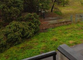 Adrano. Albero abbattuto dal vento in via Pasquale Simone Neri