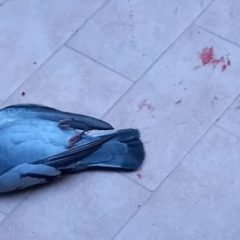 Adrano. Tiro al piccione in piazza Genova