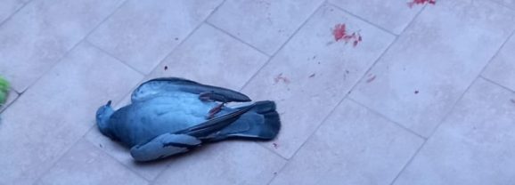 Adrano. Tiro al piccione in piazza Genova