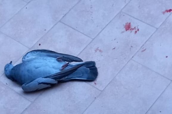 Adrano. Tiro al piccione in piazza Genova