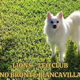 Lions Club Adrano-Bronte-Biancavilla. “In prima linea per la tutela e la cura dei cani”