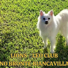 Lions Club Adrano-Bronte-Biancavilla. “In prima linea per la tutela e la cura dei cani”