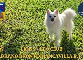 Lions Club Adrano-Bronte-Biancavilla. “In prima linea per la tutela e la cura dei cani”