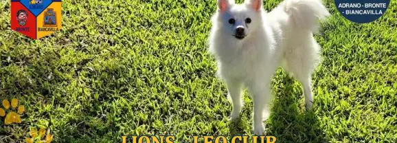 Lions Club Adrano-Bronte-Biancavilla. “In prima linea per la tutela e la cura dei cani”