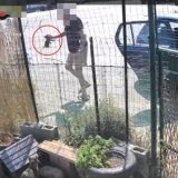 Riposto. Abbandona 4 gattini nella colonia felina. 76enne denunciato dai carabinieri, recuperati gli animali