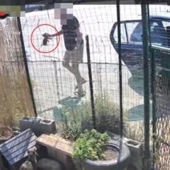 Riposto. Abbandona 4 gattini nella colonia felina. 76enne denunciato dai carabinieri, recuperati gli animali