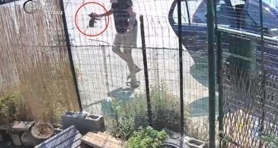Riposto. Abbandona 4 gattini nella colonia felina. 76enne denunciato dai carabinieri, recuperati gli animali
