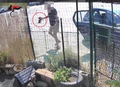 Riposto. Abbandona 4 gattini nella colonia felina. 76enne denunciato dai carabinieri, recuperati gli animali